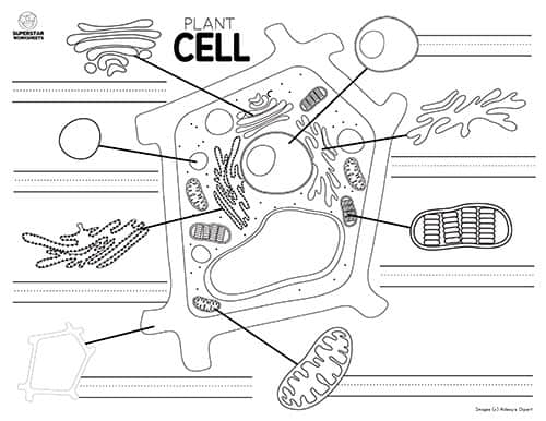 black and white plant cell diagram without labels