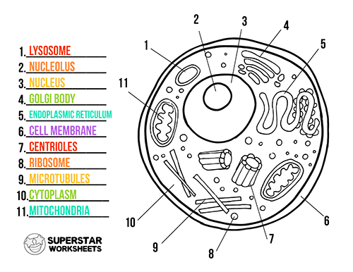 labeled animal cell diagram 7th grade