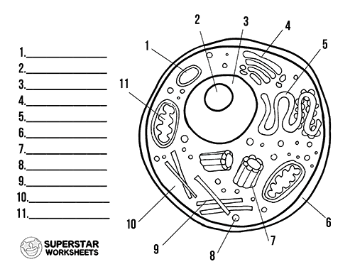 animal cell diagram not labeled black and white