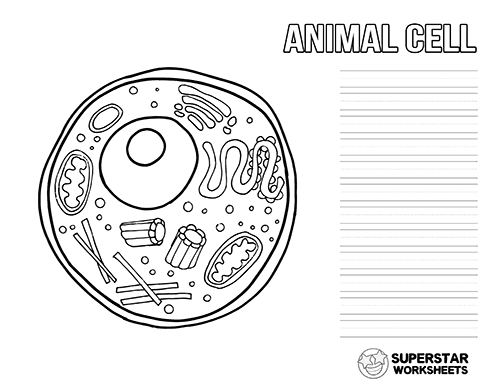 animal cell coloring labeled