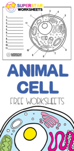 Animal Cell Worksheet - Superstar Worksheets