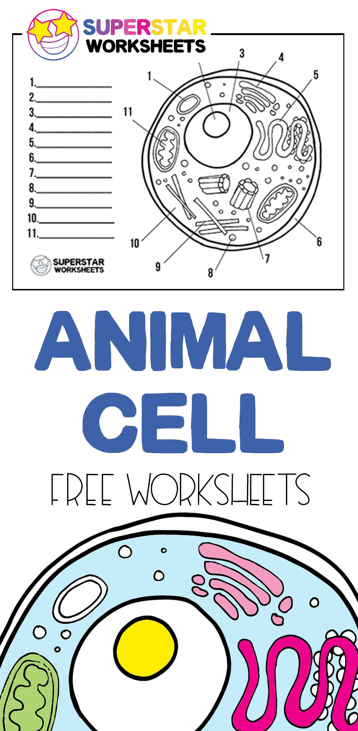 Animal Cell Worksheet Superstar Worksheets
