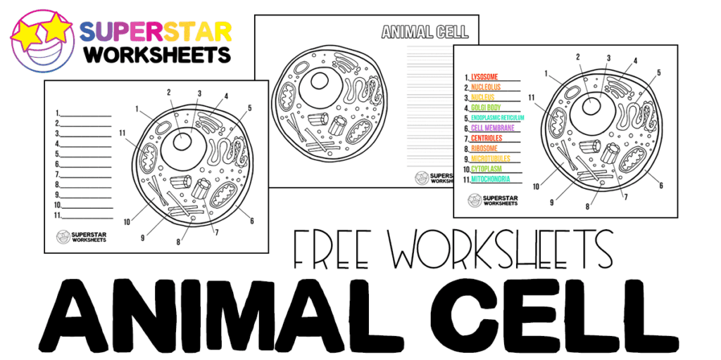 animal cell diagram not labeled with color