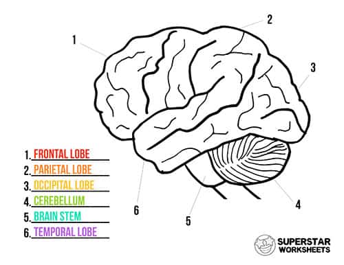 brain diagram lobes unlabeled