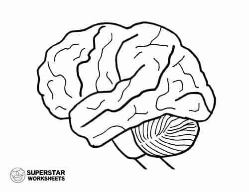 human brain coloring page