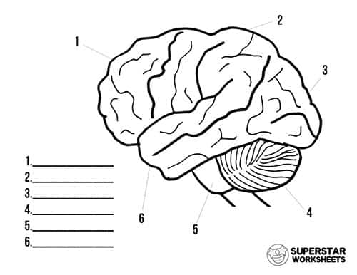 brain diagram unlabeled for kids