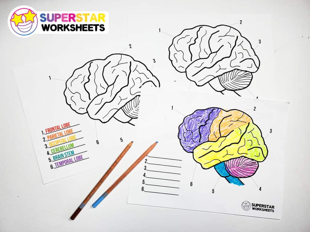 brain coloring page labeled