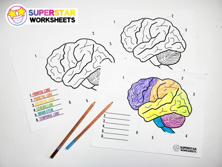 Human Brain Worksheets Superstar Worksheets