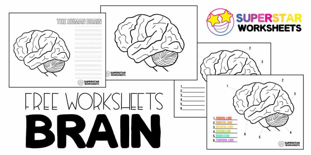 brain lobes diagram unlabeled