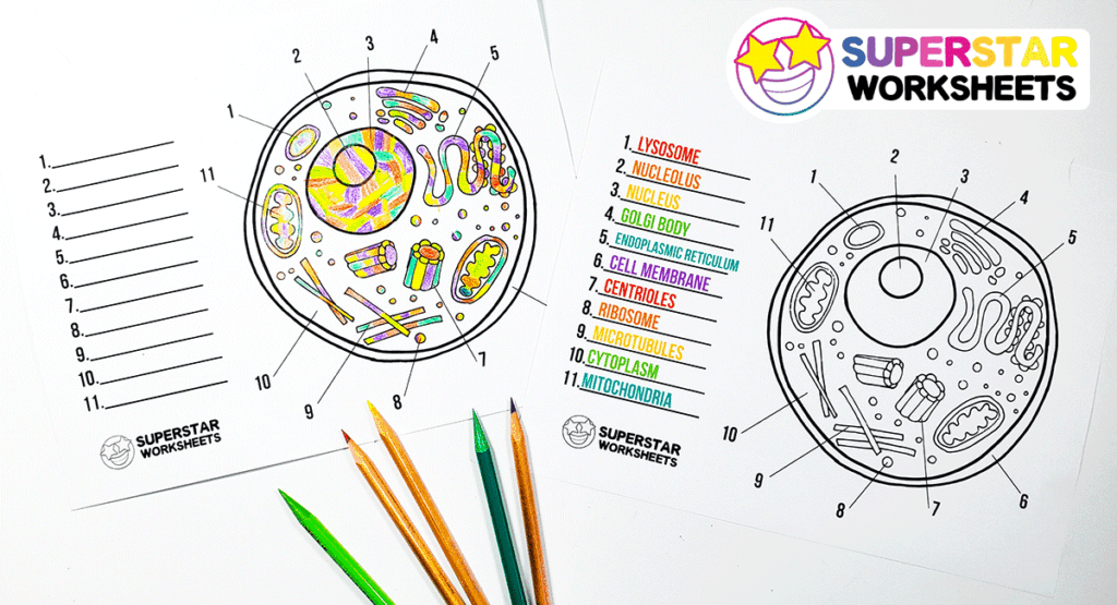 printable human cell coloring pages