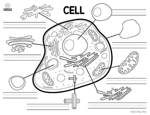 Animal Cell Worksheet - Superstar Worksheets