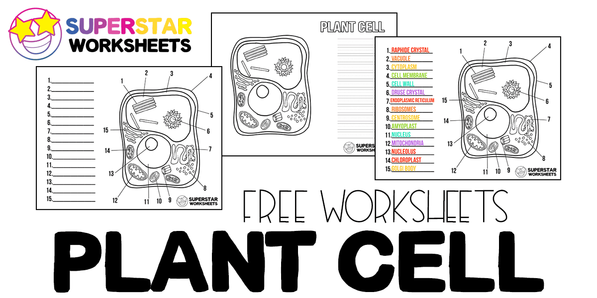 Plant Cell Worksheets - Superstar Worksheets