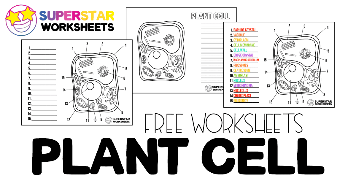 plant cell for kids to label