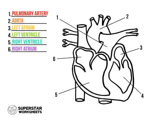 Heart Worksheets Superstar Worksheets   HeartChart 1 