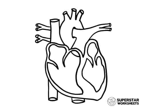 heart diagram for kids to color