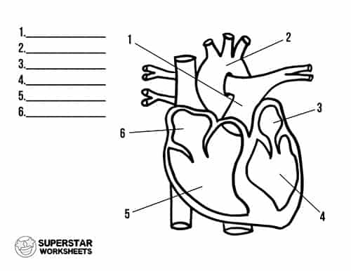 human heart diagram unlabeled