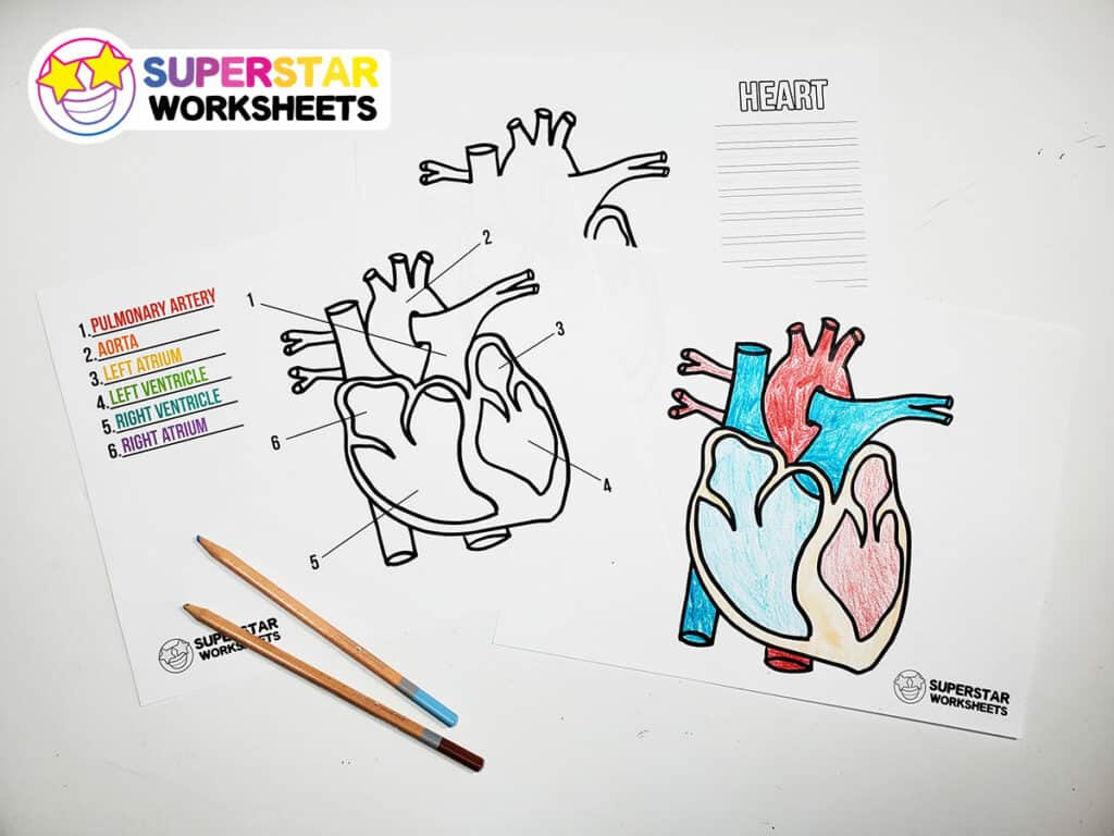 human heart drawing with labels