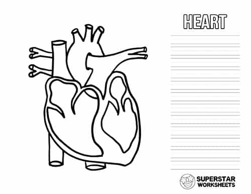 human heart diagram for kids to label