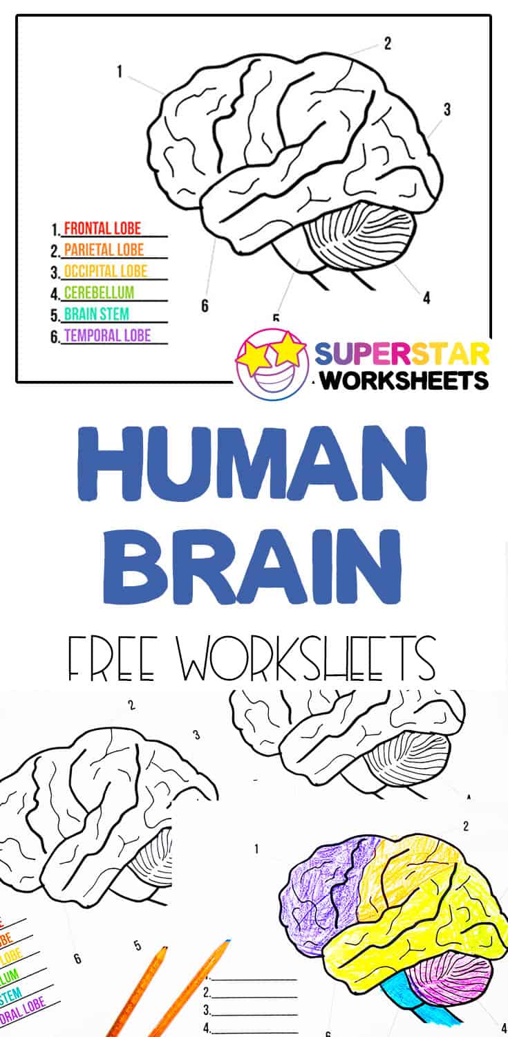 human-brain-worksheets-superstar-worksheets