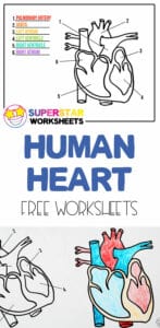 heart worksheets superstar worksheets