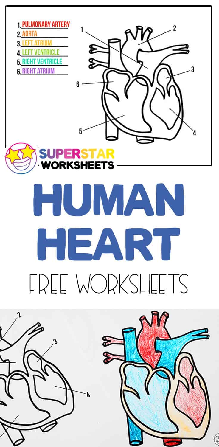 heart-worksheets-superstar-worksheets