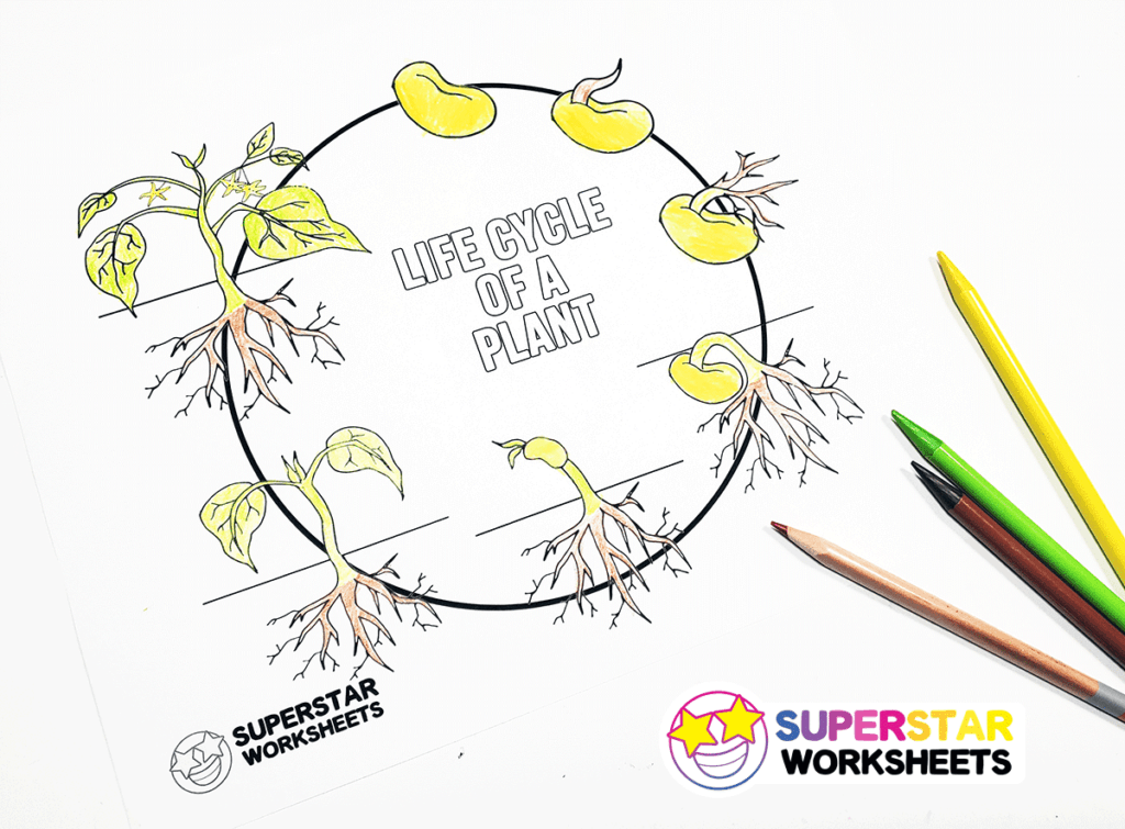 Plant Life Cycle Worksheets - Superstar Worksheets