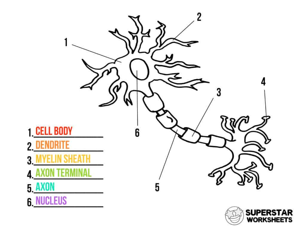 Neuron Cell Worksheets - Superstar Worksheets