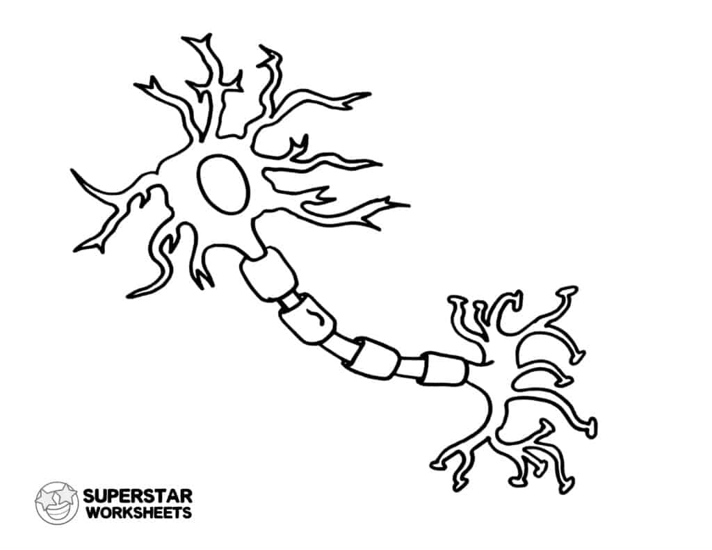 nerve cell diagram for kids