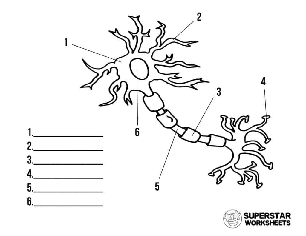 neuron cell model labeled