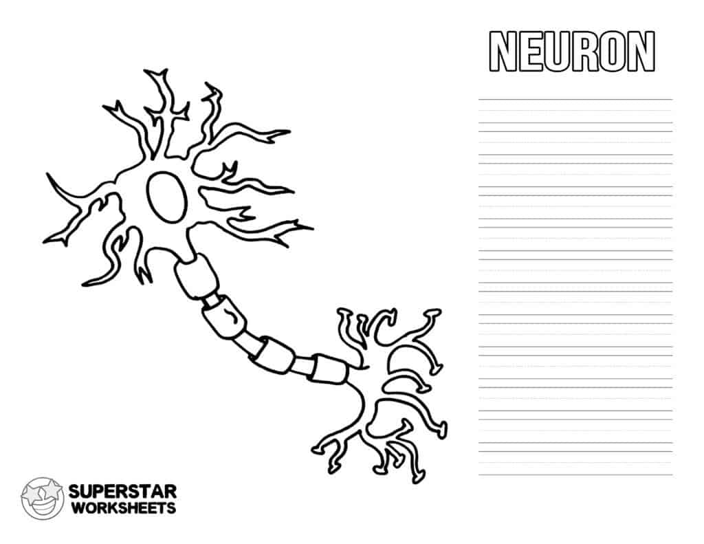 Neuron Cell Worksheets Superstar Worksheets