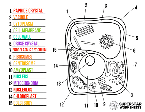 13 Best Images Of Parts Of A Plant Cell Worksheet Plant Cell - Vrogue