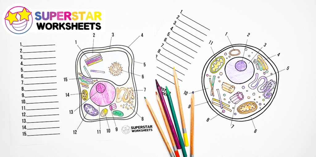 animal cell for kids not labeled