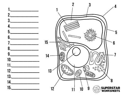 simple plant cell diagram without labels