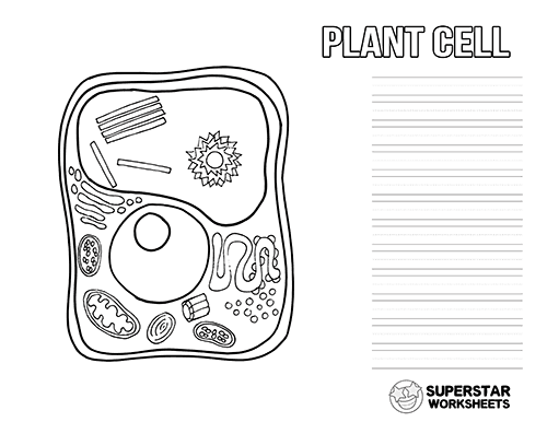 blank simple plant cell diagram