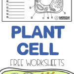 Plant Cell Worksheets - Superstar Worksheets
