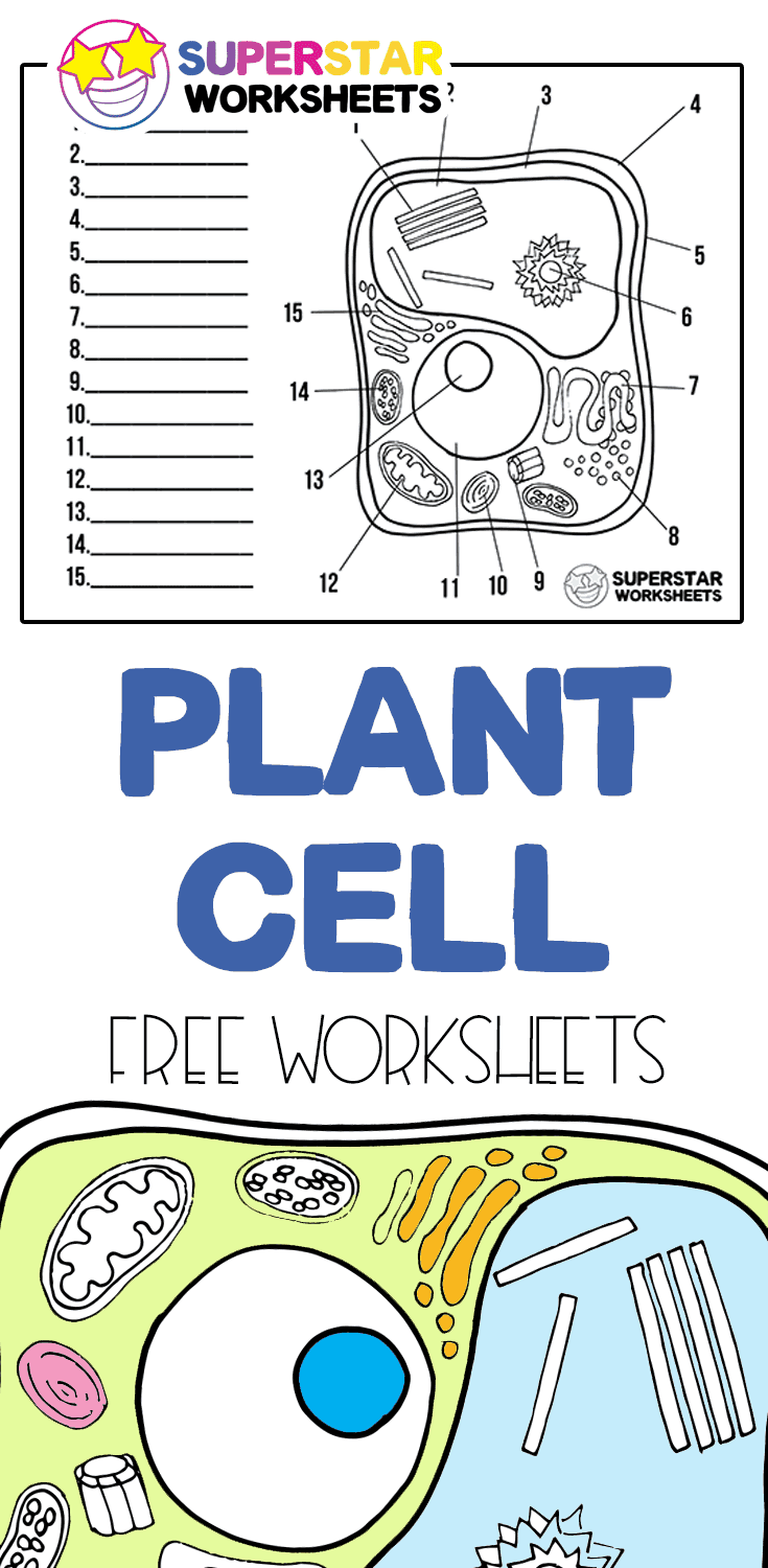 Plant Cell Worksheets Superstar Worksheets
