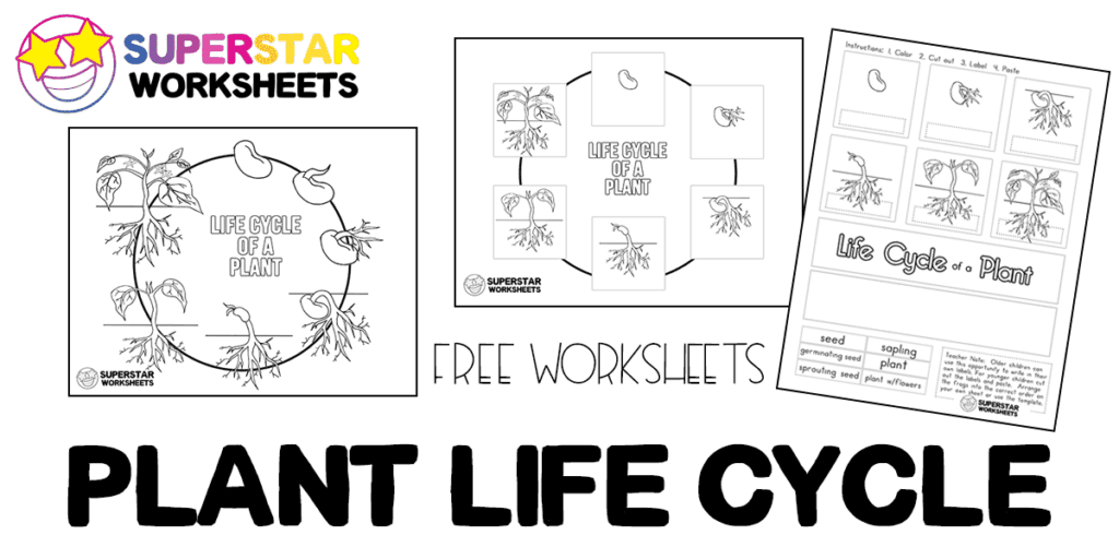 plant life cycle cut and paste worksheet