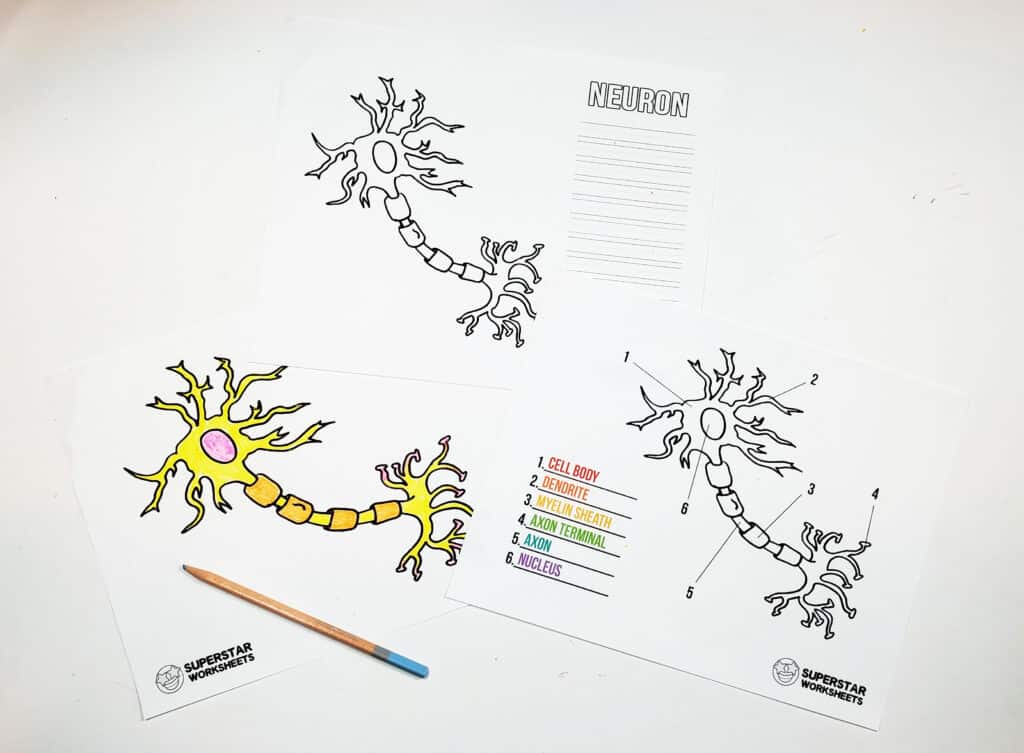 Neuron Cell Worksheets Superstar Worksheets