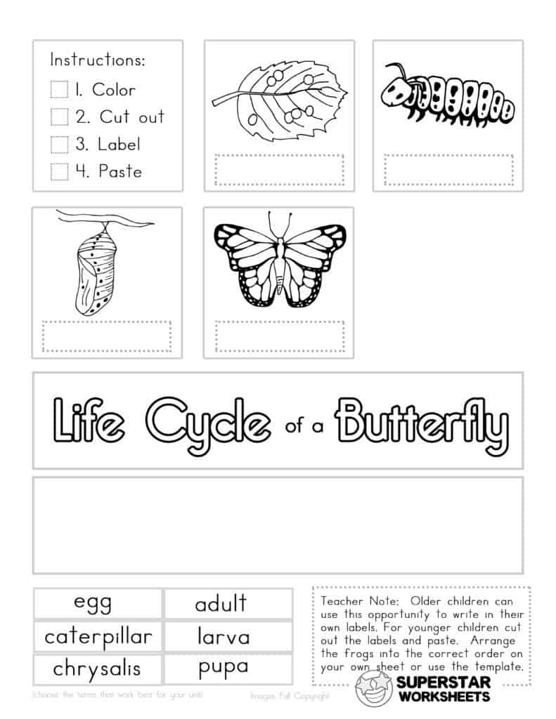 life cycle of a butterfly worksheet