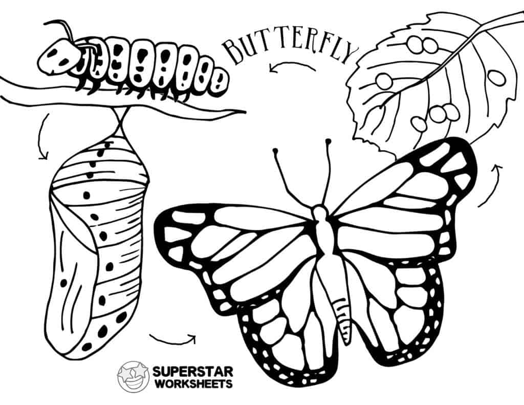 coloring pages butterfly life cycle