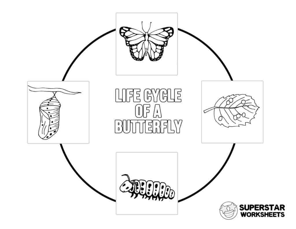 Life Cycle Of A Butterfly Printable Worksheet