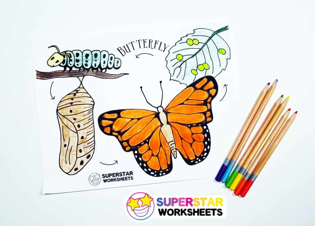 butterfly worksheets  superstar worksheets