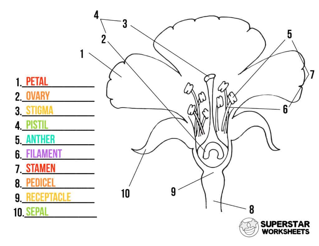 basic parts of a plant worksheet