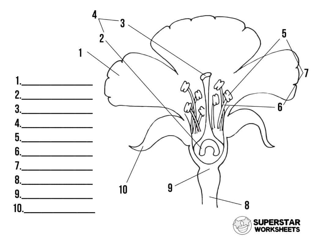 Parts Of A Flower Worksheets