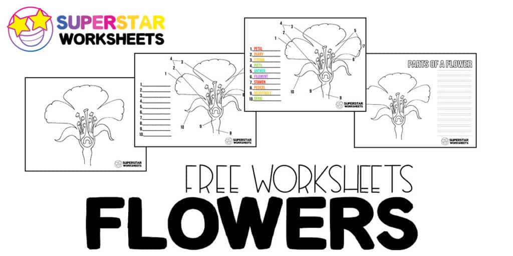 parts of a flower worksheets superstar worksheets