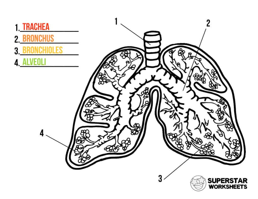 respiratory system diagram worksheet with word bank