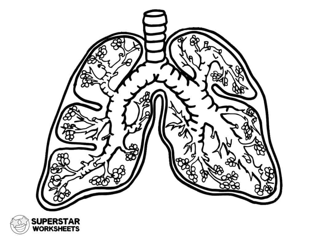 respiratory system diagram for kids worksheet