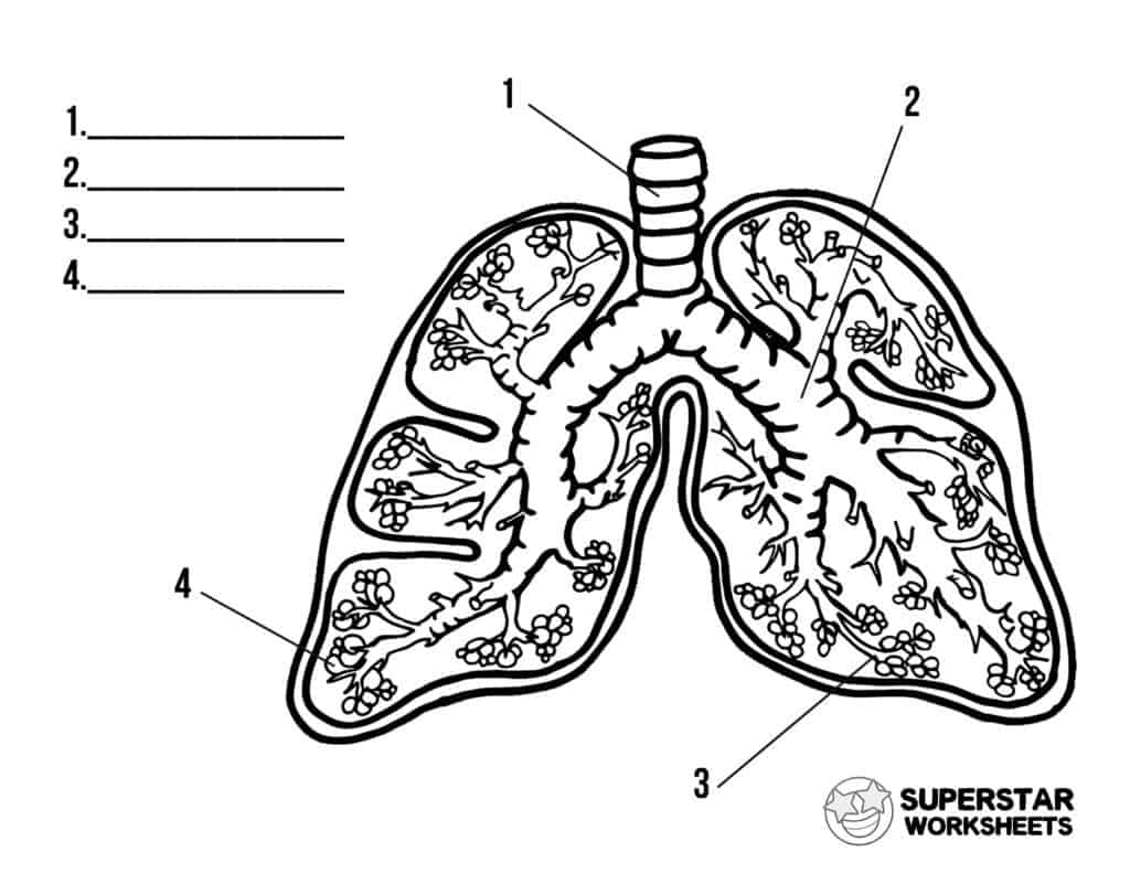 human lungs coloring pages