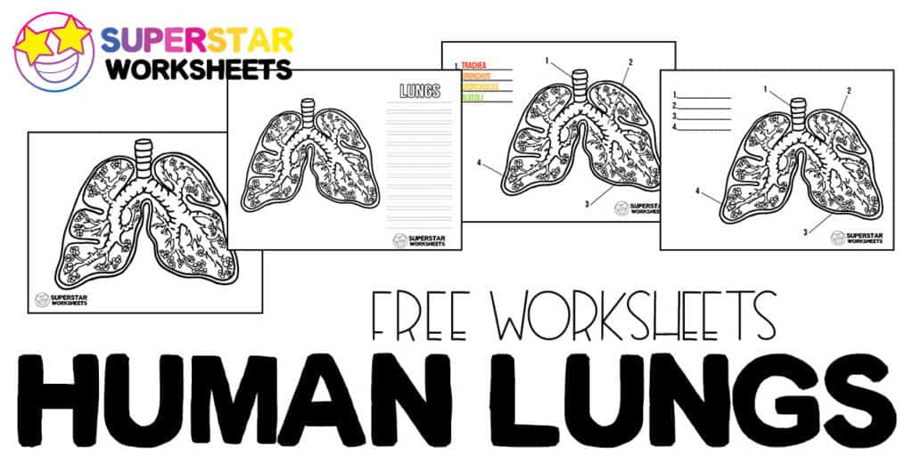 Human Lungs Worksheets - Superstar Worksheets