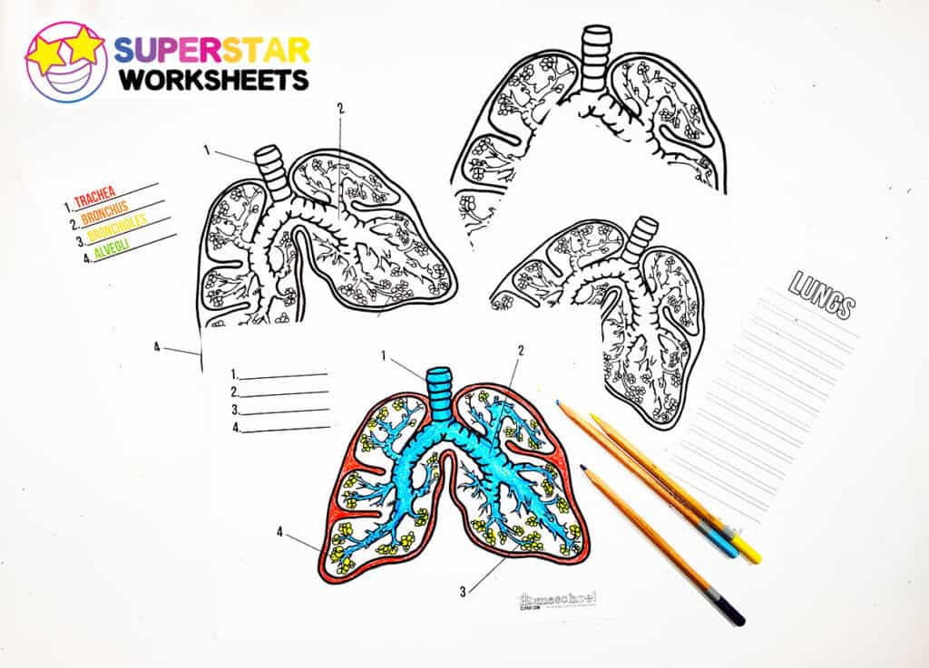 Human Lungs Worksheets Superstar Worksheets